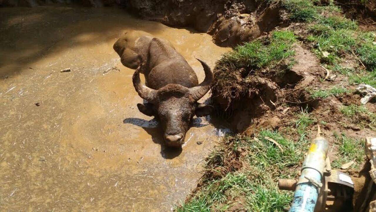 Tamil Nadu forest personnel rescue Indian gaur from well | Chennai News - Times of India Tamil Nadu forest personnel rescue Indian gaur from well | Chennai News - Times of India