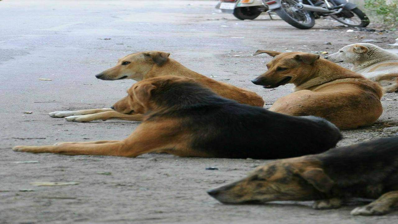 Mundhwa NGO to 'tame' stray dogs in Camp | Pune News - Times of India