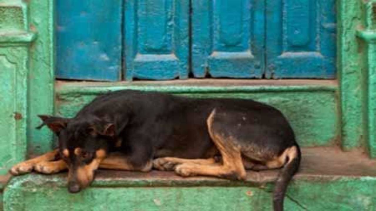 Take action against those who kill dogs' | Kochi News - Times of India
