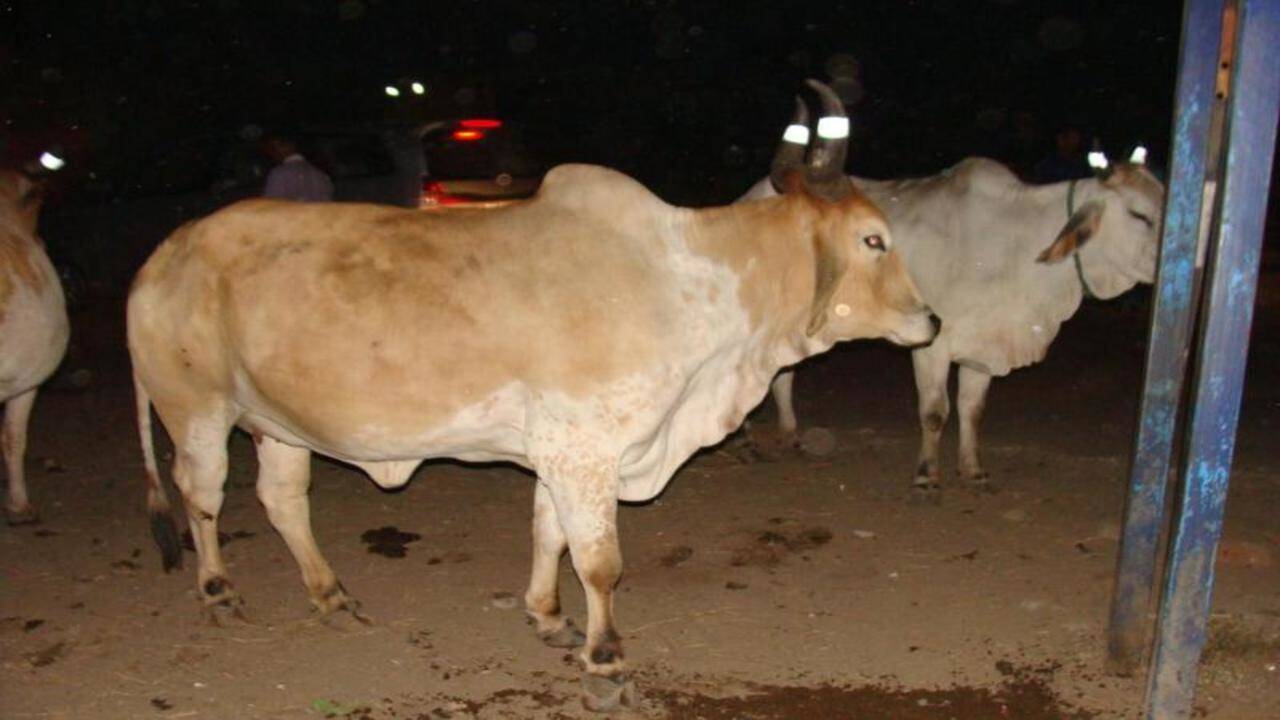 Radium bands on cows, dogs to reduce accidents in Anand | Vadodara News -  Times of India