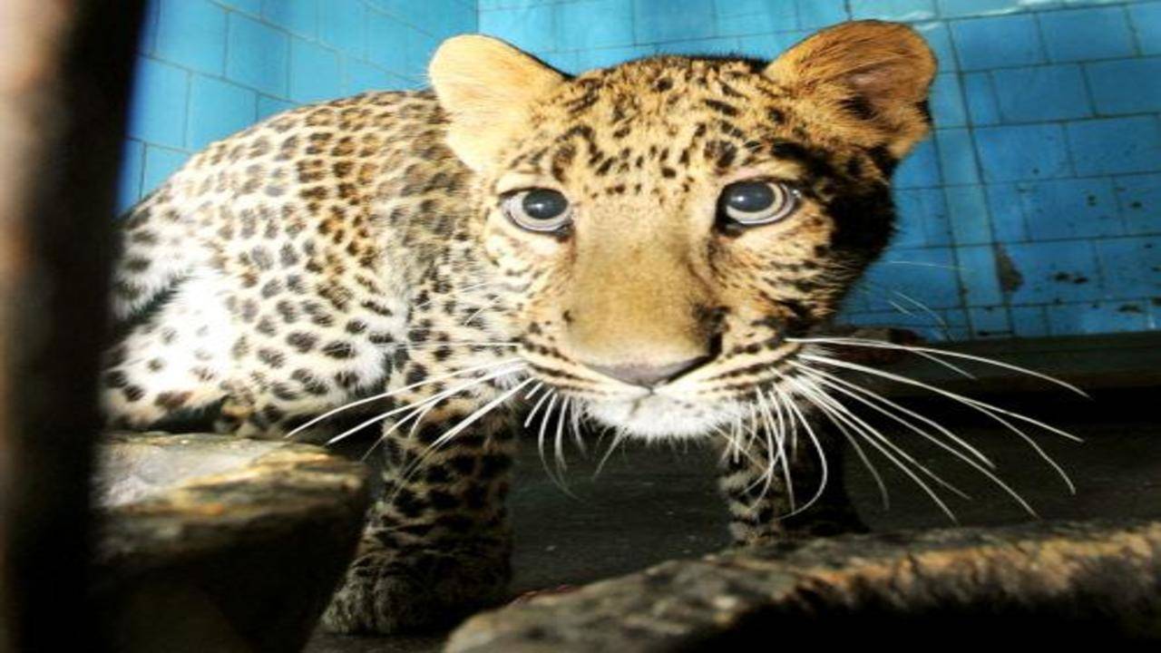 Zoo prepares for leopard enclosure, but national park yet to clear exchange  plan | Mumbai News - Times of India
