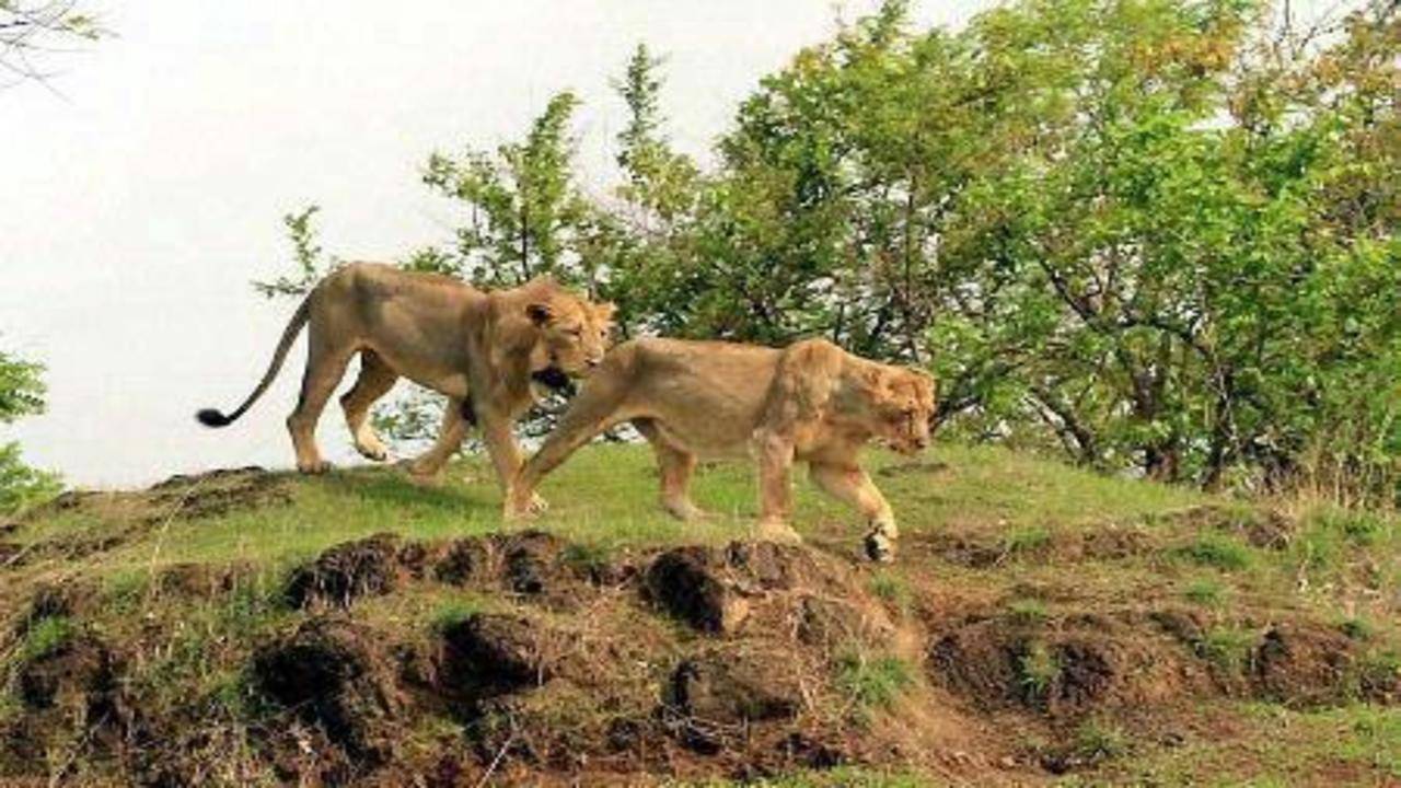 IITGN students takes up issue of Human animal conflict in Gir forest |  Ahmedabad News - Times of India