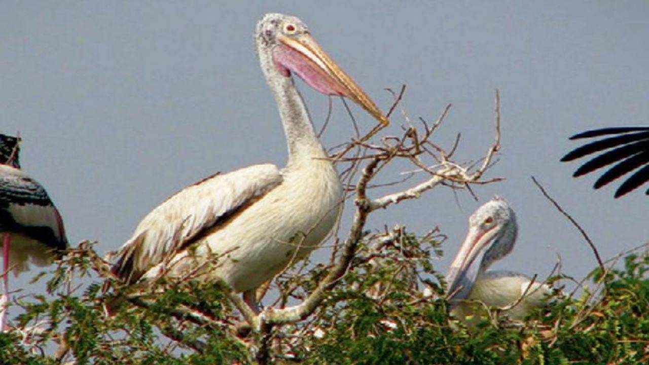 151 endangered species in Telangana identified | Hyderabad News - Times of  India