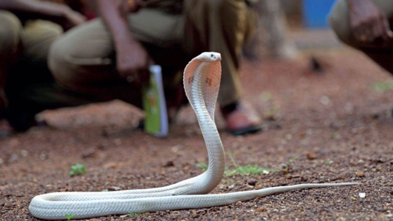Guindy national park gets new attraction - white cobra | Chennai News -  Times of India