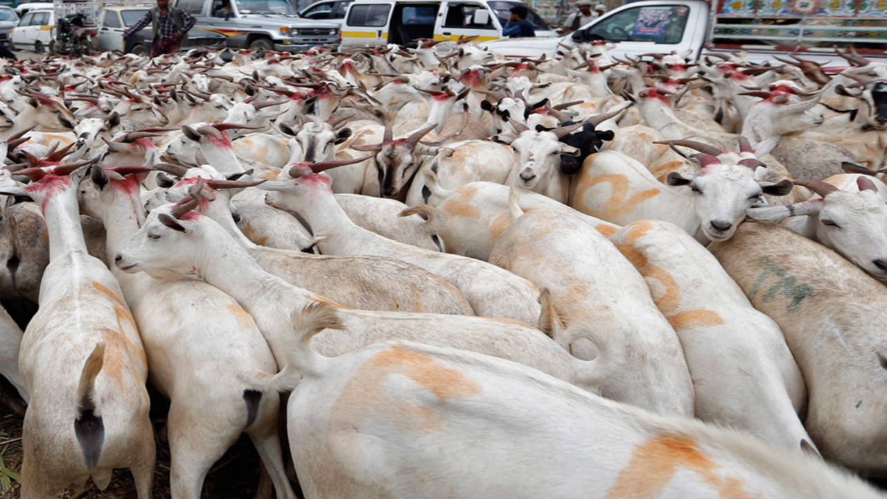 Eid: Goat sold for Rs  lakh | Patna News - Times of India