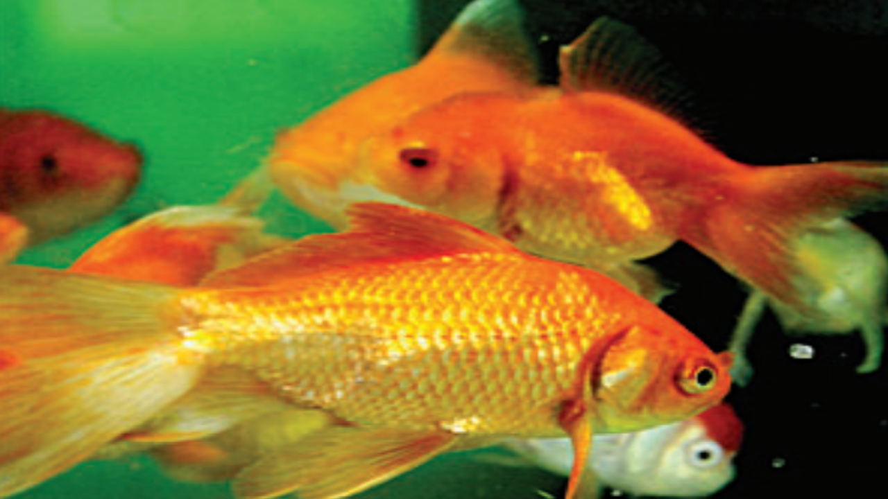 Bringing out the best colours in goldfish | Kozhikode News - Times of India