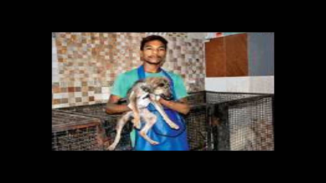 Old clothes to help stray animals beat winter chill | Hyderabad News - Times of India Old clothes to help stray animals beat winter chill | Hyderabad News - Times of India
