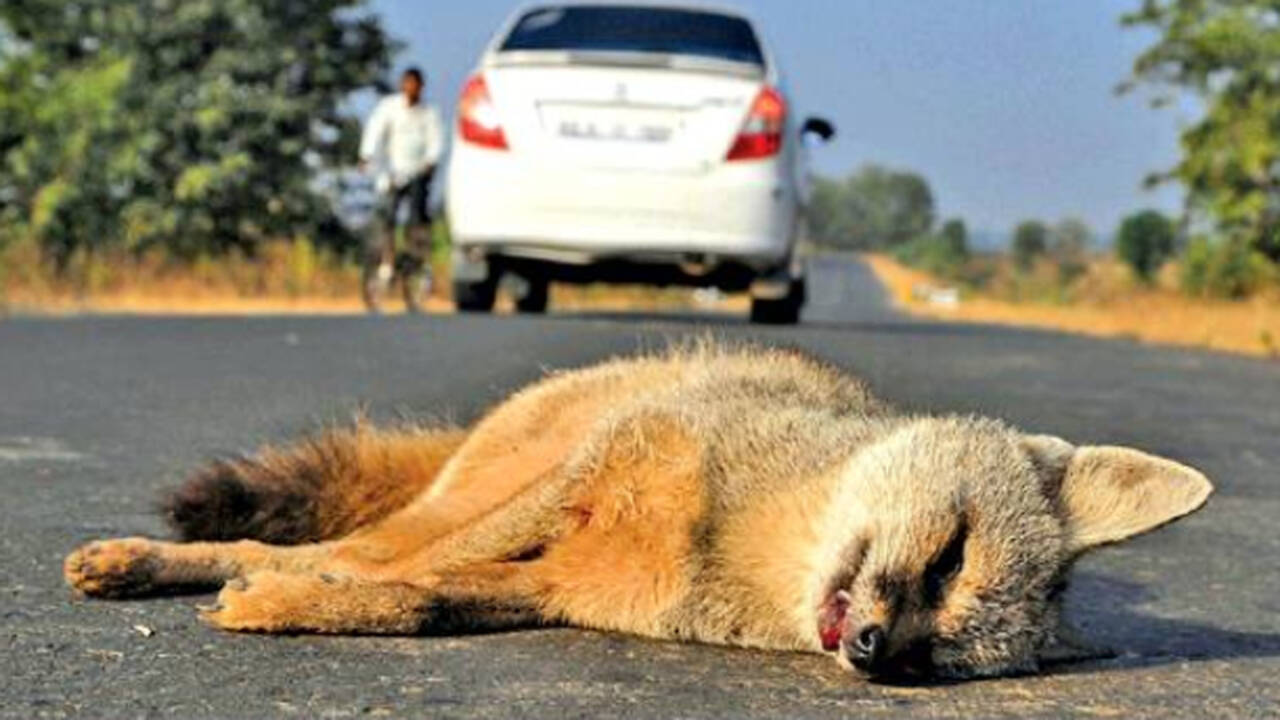 Now, an app to record, bring down roadkill | Chennai News - Times of India Now, an app to record, bring down roadkill | Chennai News - Times of India