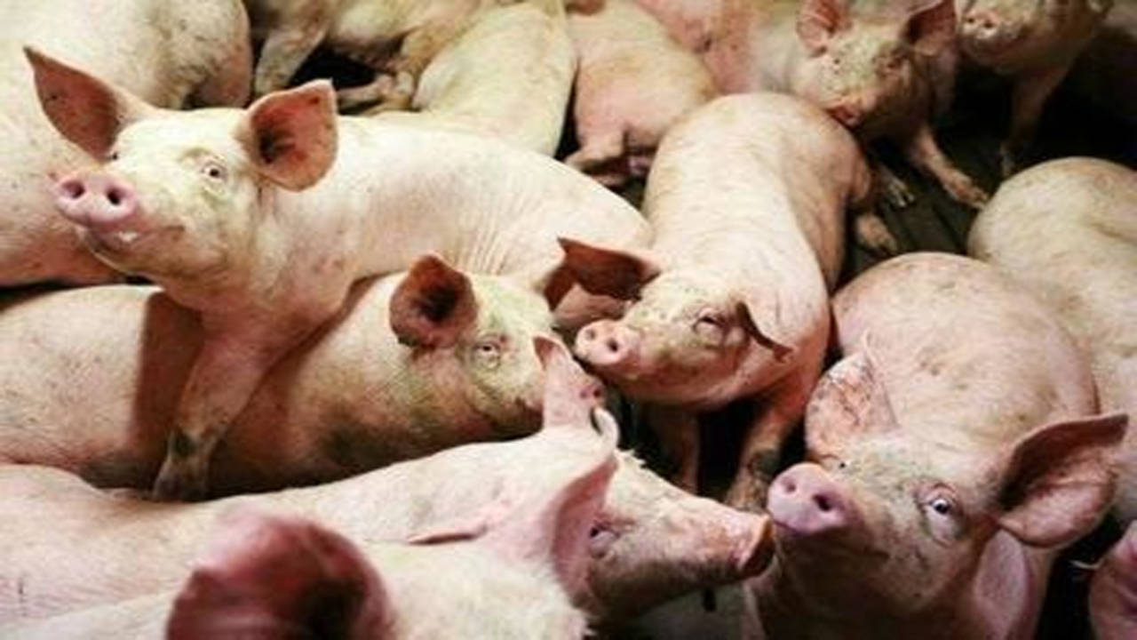 Govt launches scheme to boost pork production | Goa News - Times of India