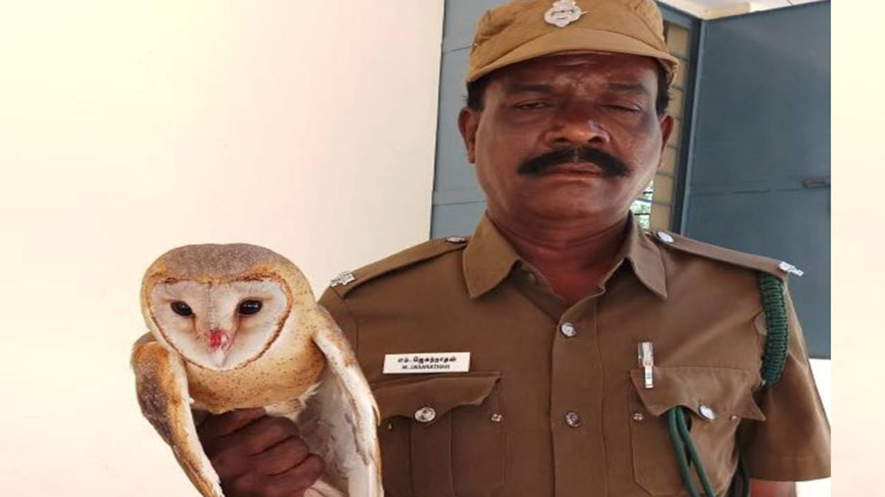 Endangered barn owl rescued in TN | Chennai News - Times of India