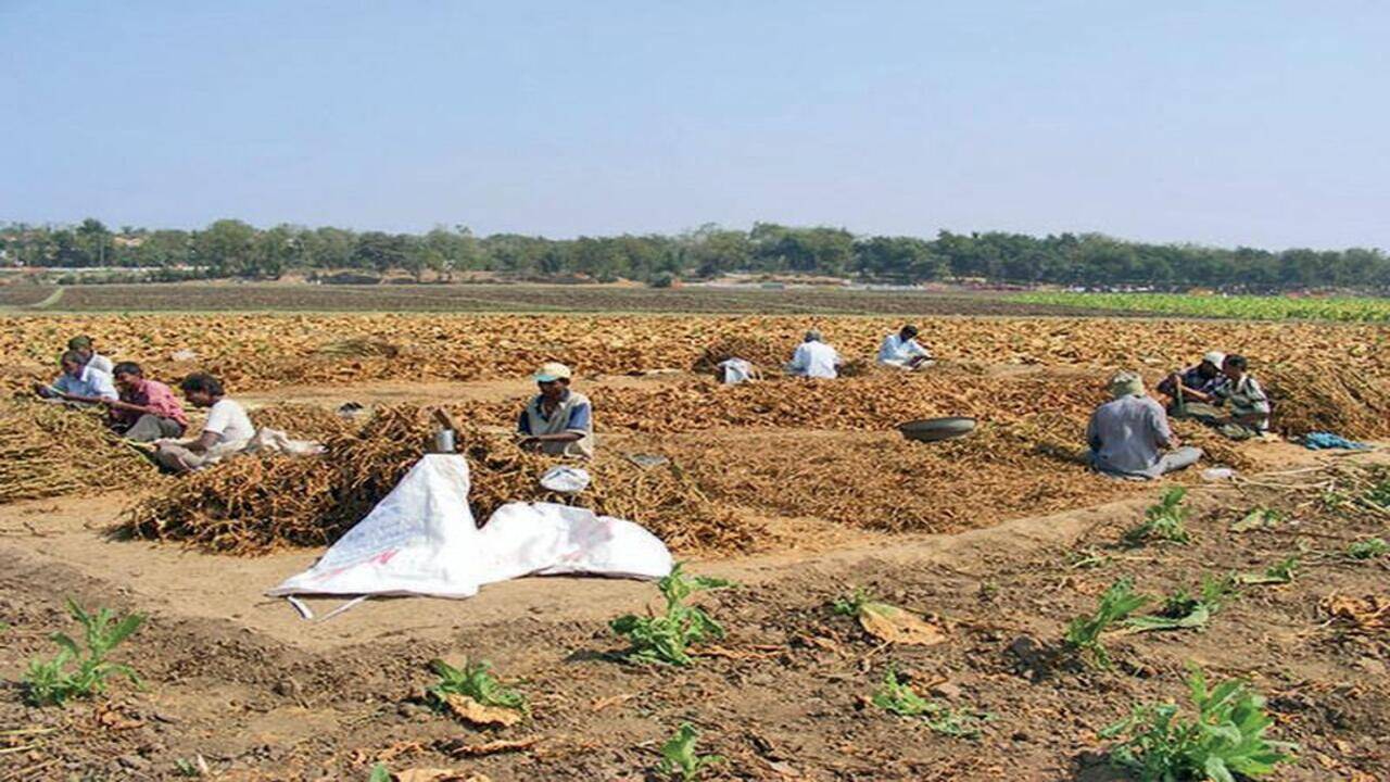 Charotar Farmers: In a first, Charotar farmers demand MSP for tobacco |  Vadodara News