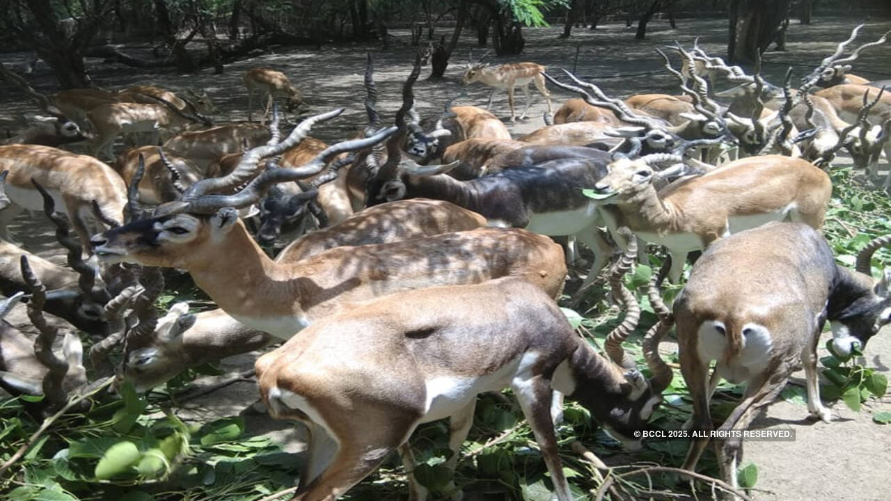 From being hunting trophies to protected species, the lure of blackbucks | India News - Times of India From being hunting trophies to protected species, the lure of blackbucks | India News - Times of India
