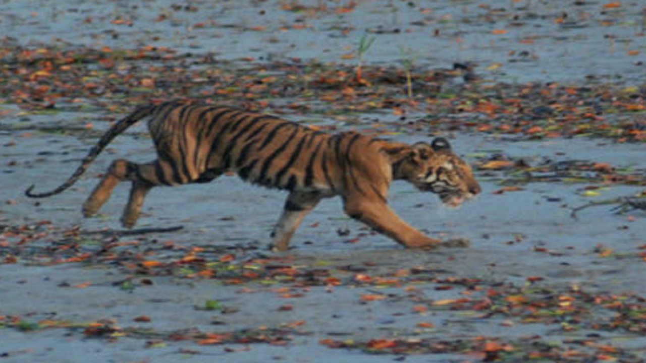 Indian Sunderbans roars past Bangladesh in tiger density count | Kolkata  News - Times of India