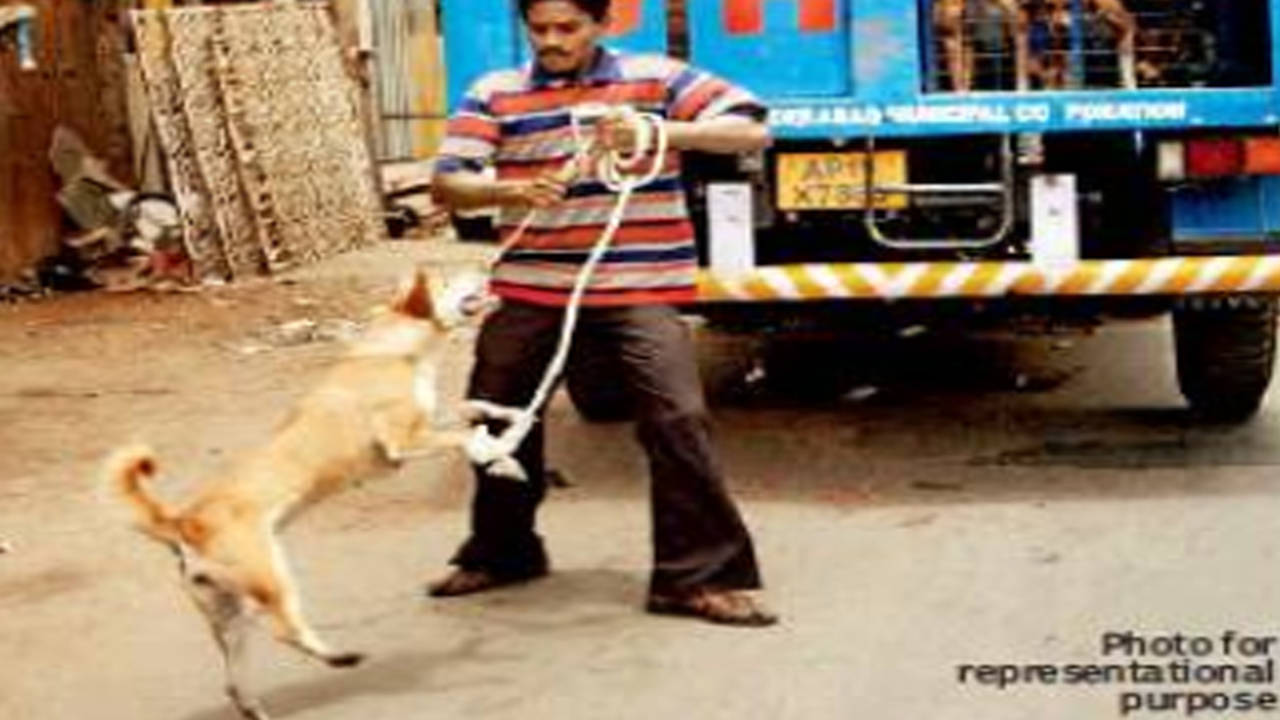 Where's my Moti? GHMC dog squad picks up pet | Hyderabad News - Times of  India