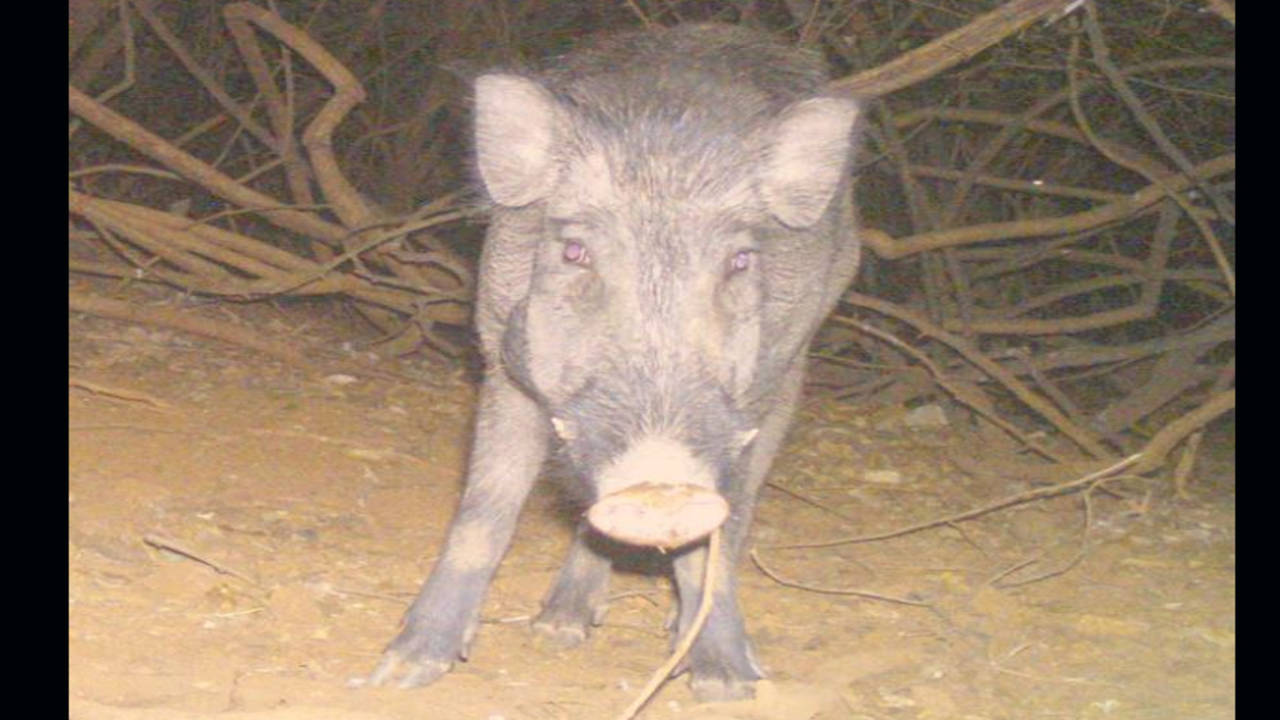 Wild boars attack UP farmer, chew his genital | Bareilly News - Times of  India