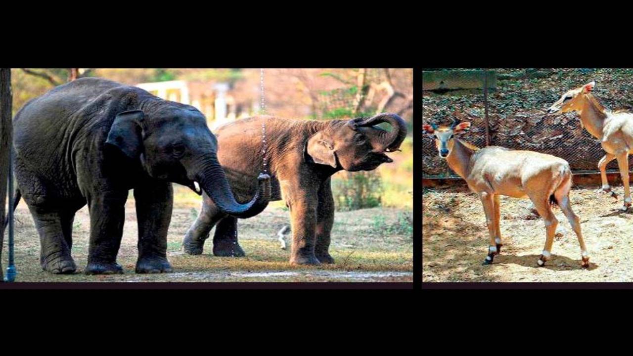 Clock ticks, parasites too, for zoo animals in cages: Study | Chennai News  - Times of India