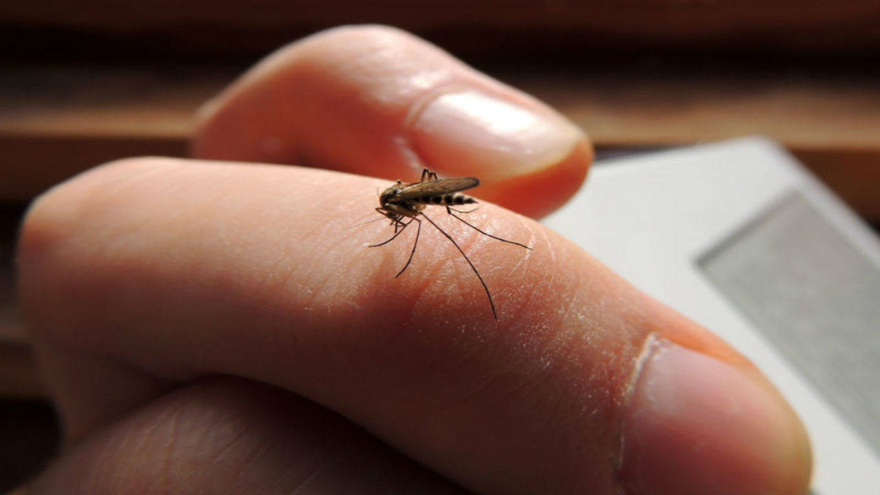 The way your body reacts to mosquito bites says this about your health