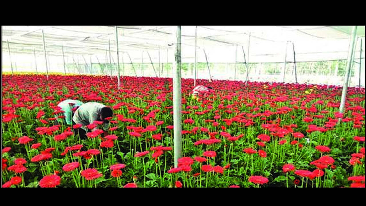 Greenhouse Flower Farming In India Best Flower Site