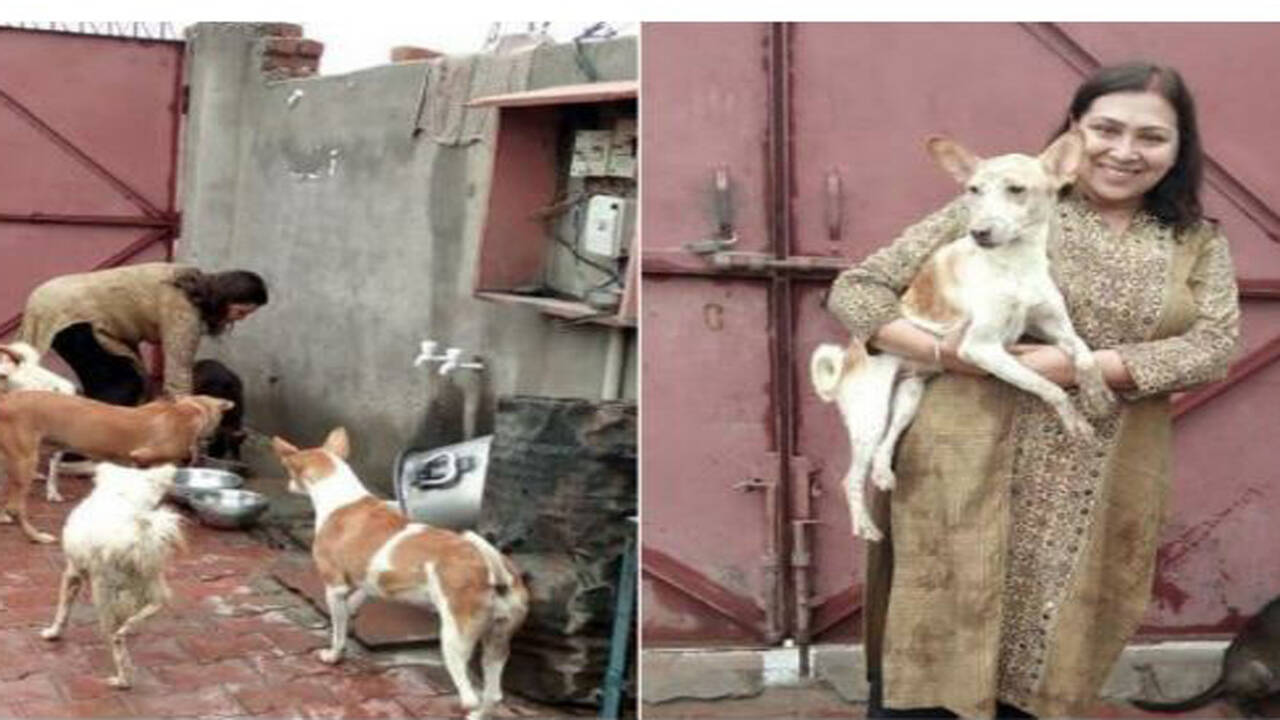 This woman lost her dog. Now she is busy saving as many as possible | Agra News - Times of India This woman lost her dog. Now she is busy saving as many as possible | Agra News - Times of India