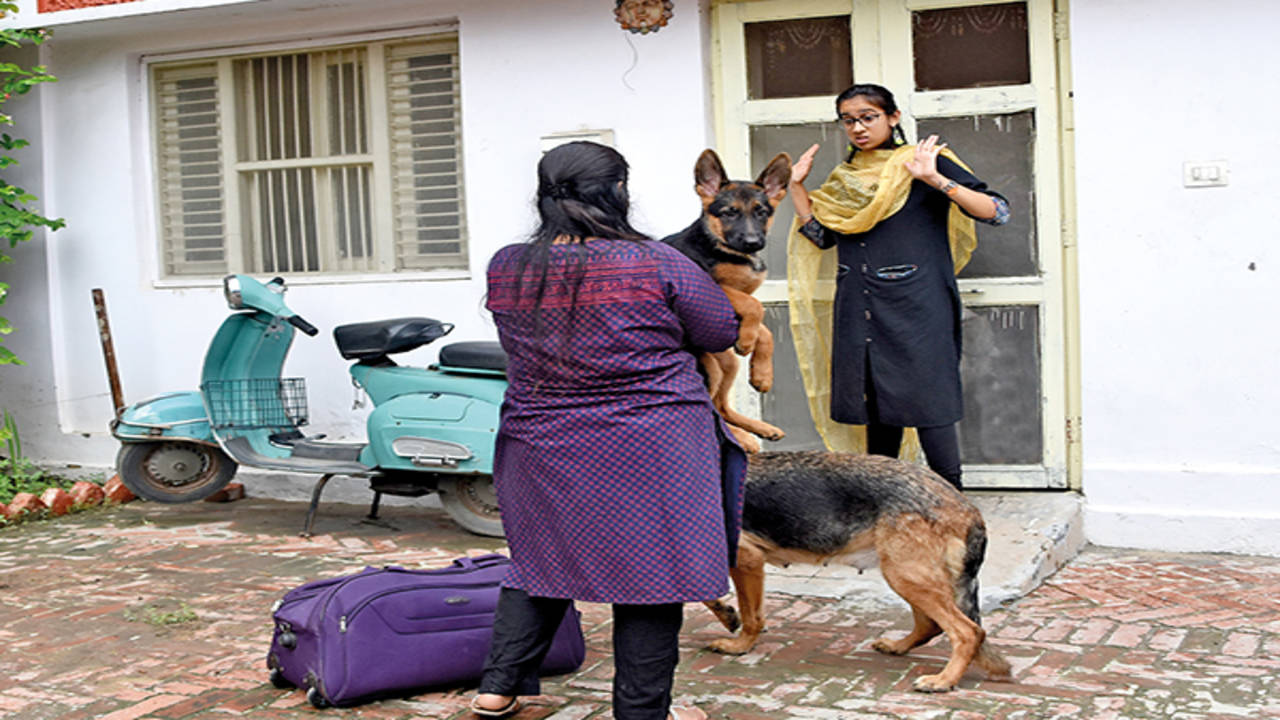 No room for pet lovers in Lucknow? | Lucknow News - Times of India