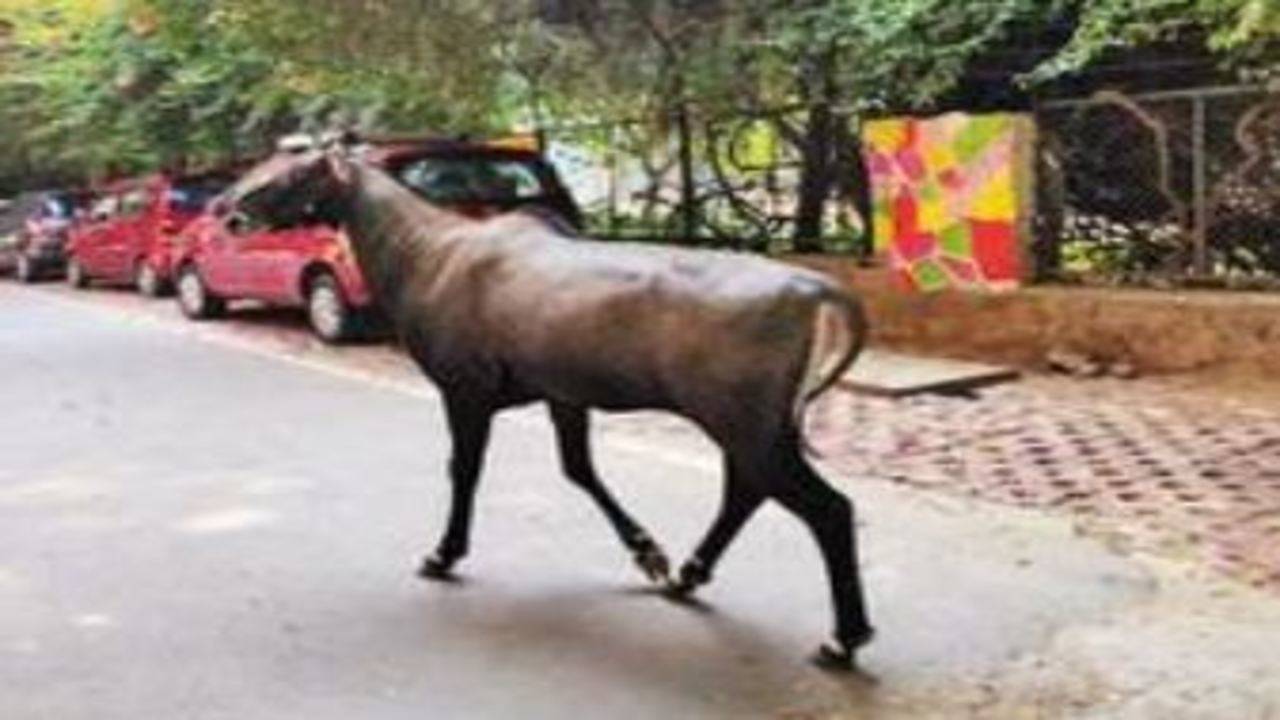 Lost' nilgai roams in south Delhi colony | Delhi News - Times of India