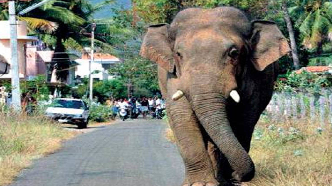 TN villagers win freedom for wild elephant; Help reunite him with family -
