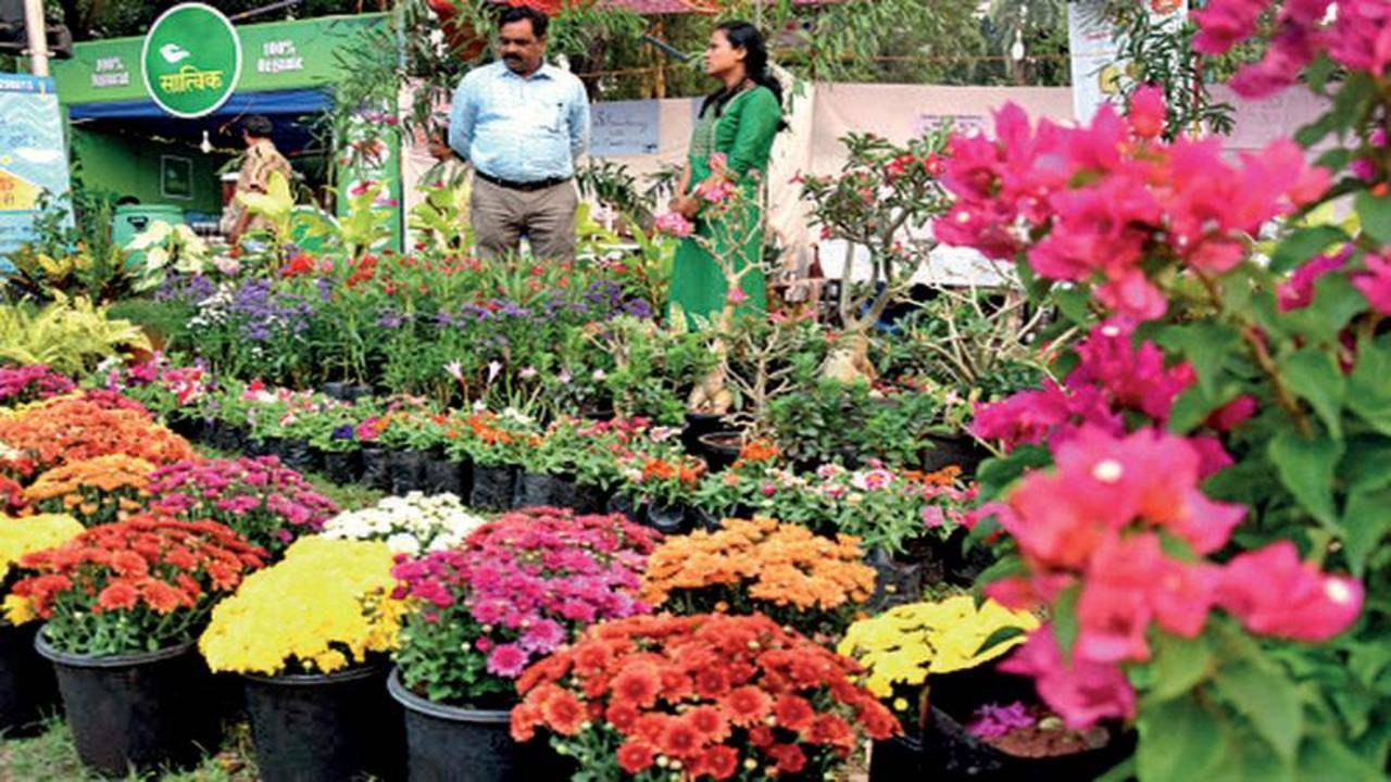 SMC to set up eight conservatories in Dindoli floral garden ...