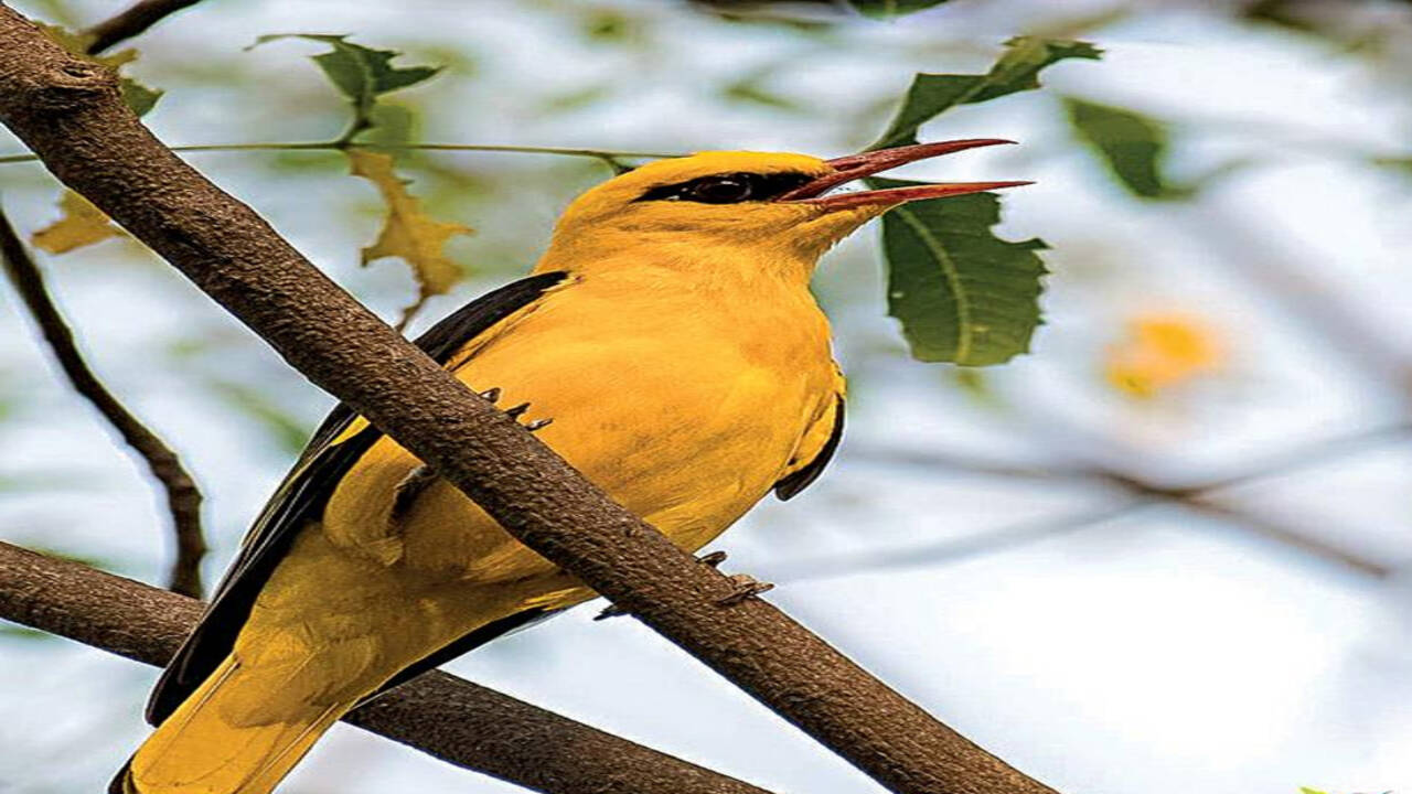Birds of summer: These visitors like the sun on their backs | Gurgaon News - Times of India Birds of summer: These visitors like the sun on their backs | Gurgaon News - Times of India