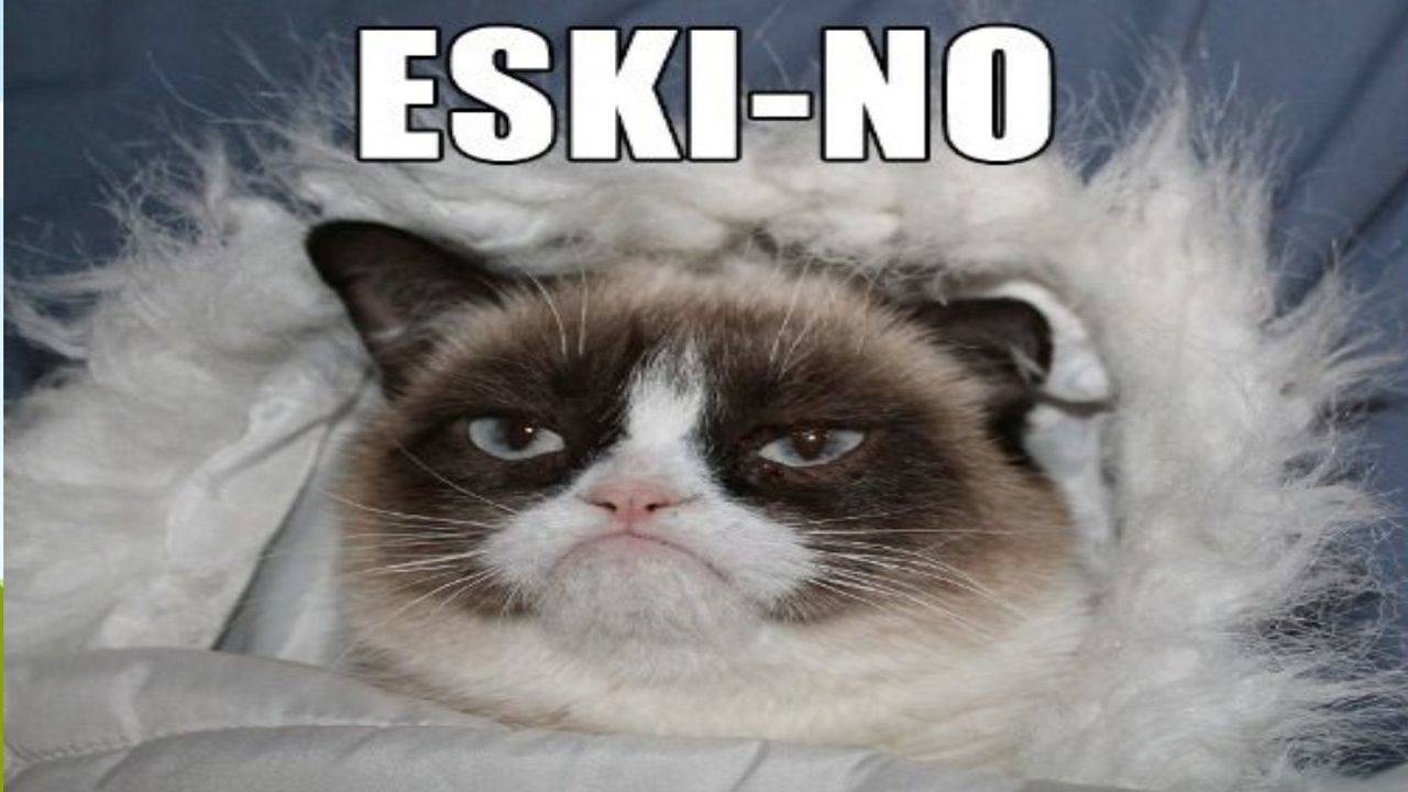 Grumpy Cat Pictures With Captions, grumpy cat, tech support