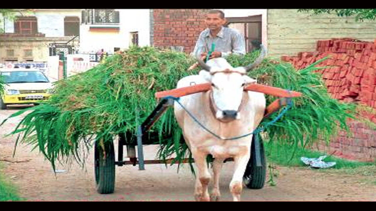 HC: Animal-drawn carts aren't devices, have right of way | Chandigarh News - Times of India HC: Animal-drawn carts aren't devices, have right of way | Chandigarh News - Times of India