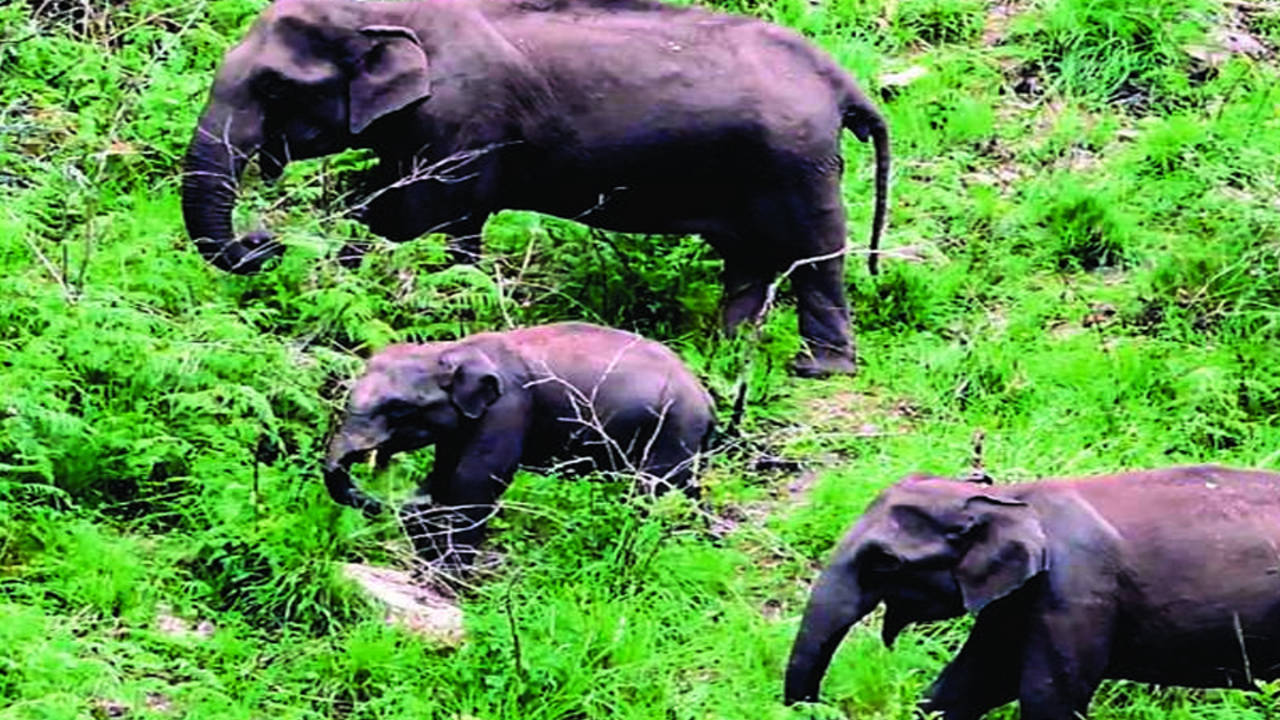Man-animal conflict rises in Kodai hills | Madurai News - Times of India