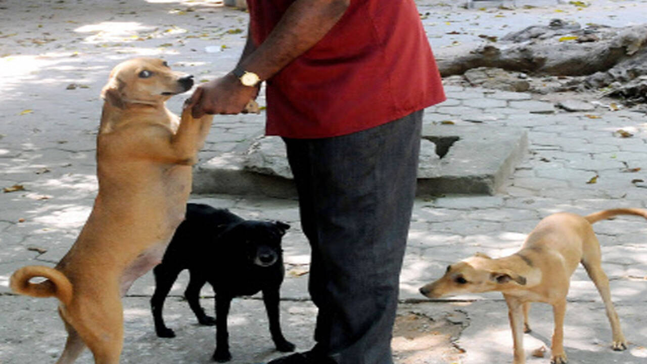 Free health check-up for indigenous dogs in Tirunelveli | Madurai News - Times of India Free health check-up for indigenous dogs in Tirunelveli | Madurai News - Times of India