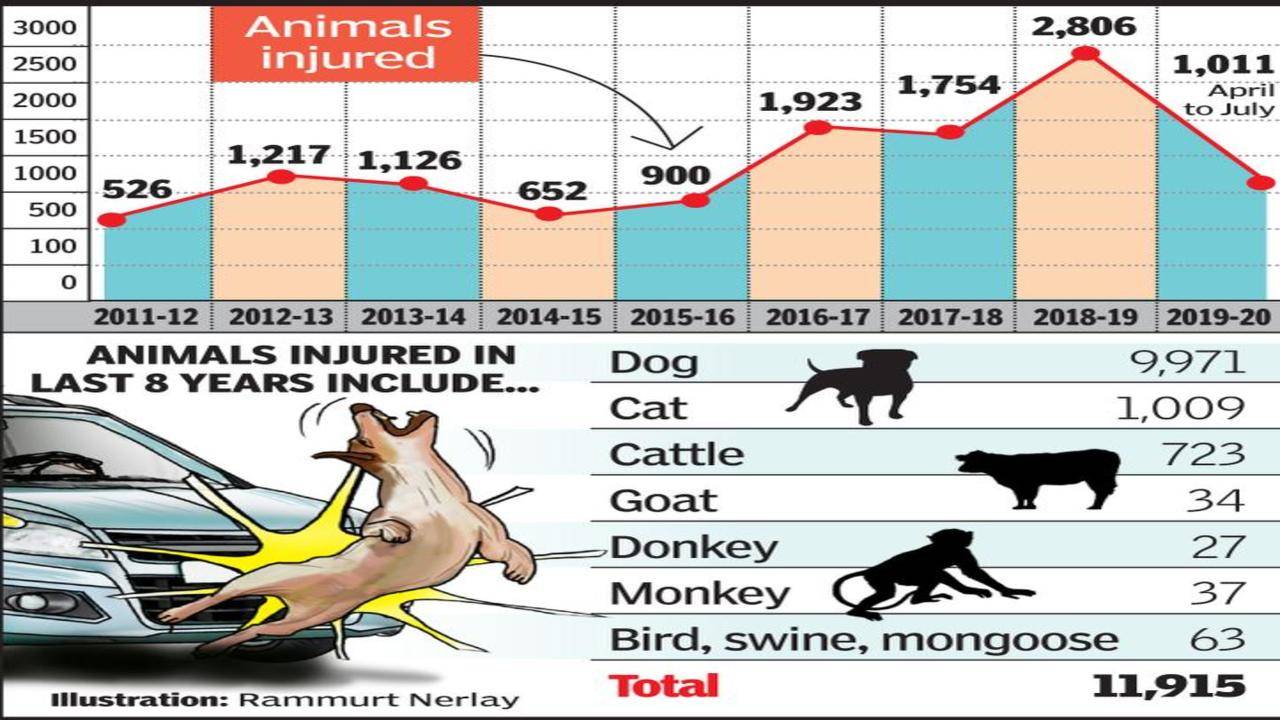 Over 1k stray animals injured in road accidents in 4 months | Nagpur News -  Times of India