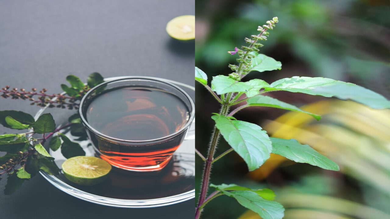 Weight loss How to make Tulsi tea for weight loss Times of India