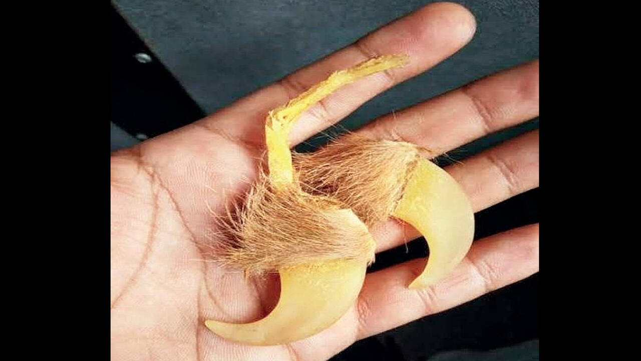 Top more than 136 real lion nail songngunhatanh.edu.vn