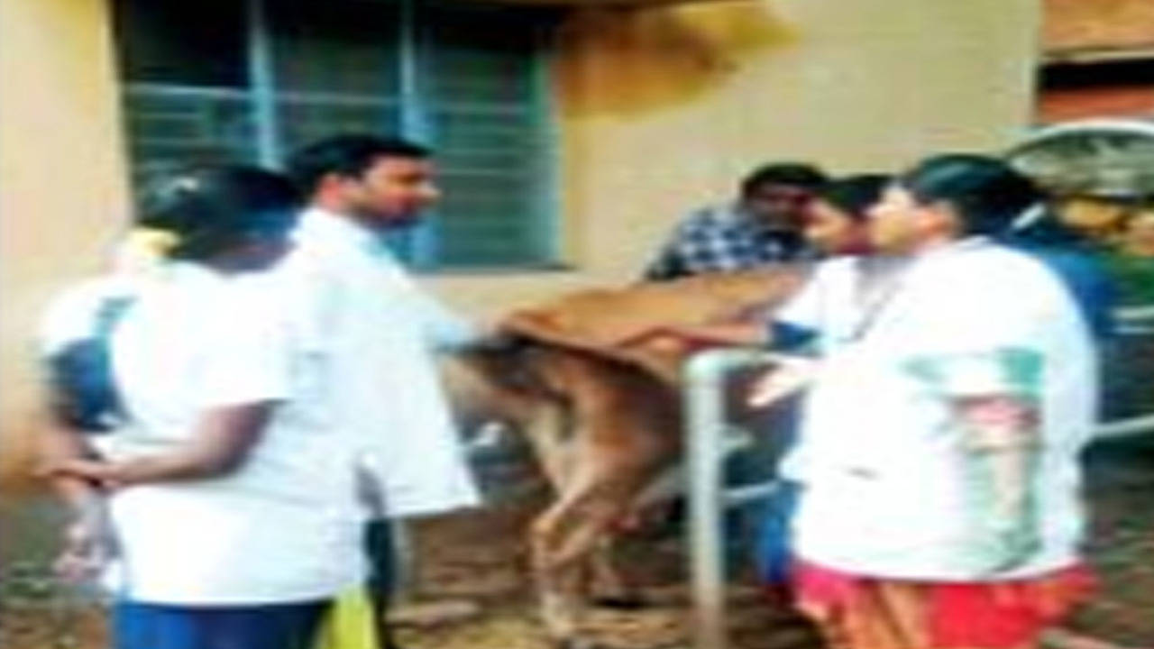 Veterinary department uses exotic semen in guise of native breeding | Salem  News - Times of India