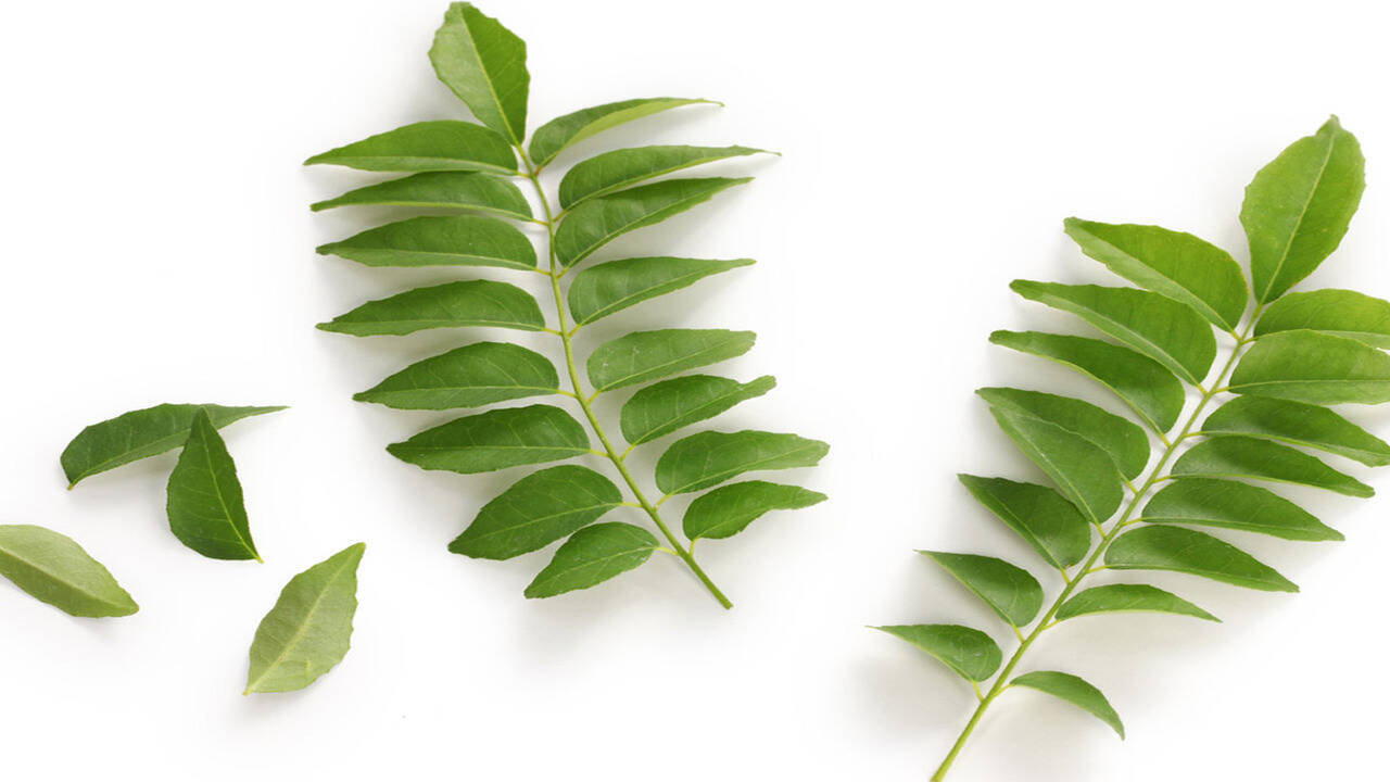 Top more than 153 can curry leaves regrow hair best POPPY