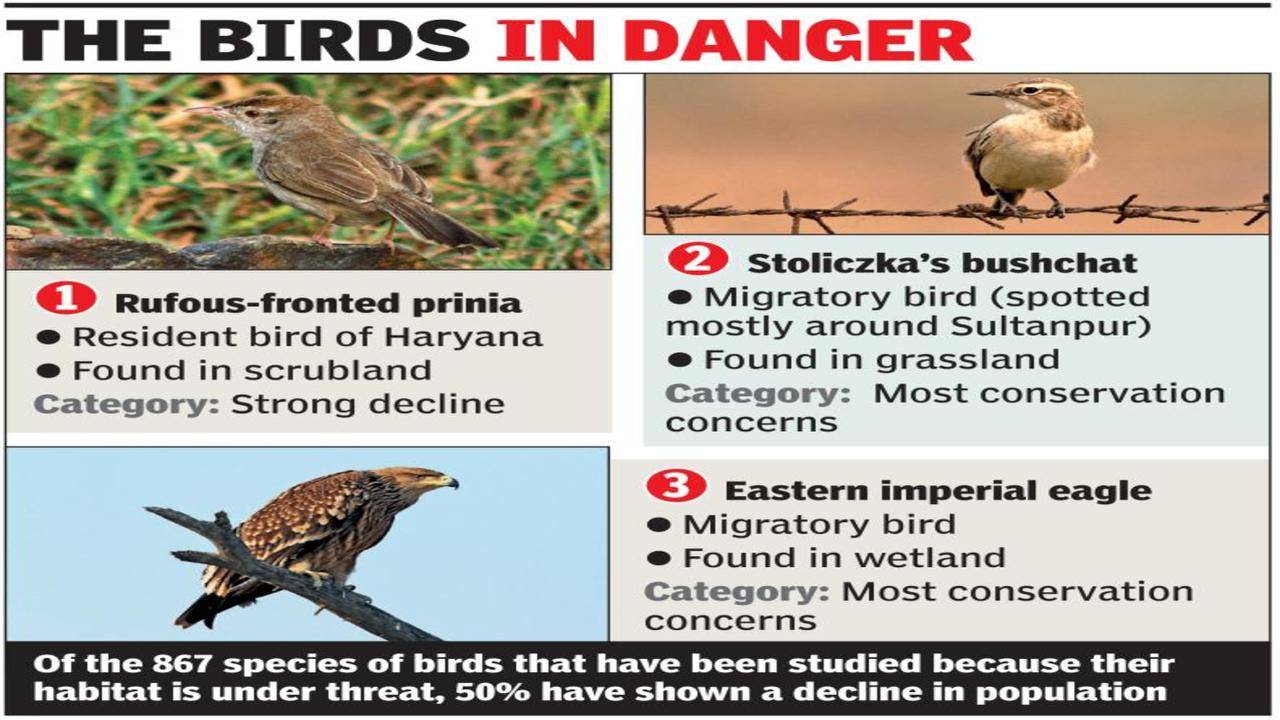 Shrinking habitat puts three bird species in state at risk | Gurgaon News -  Times of India