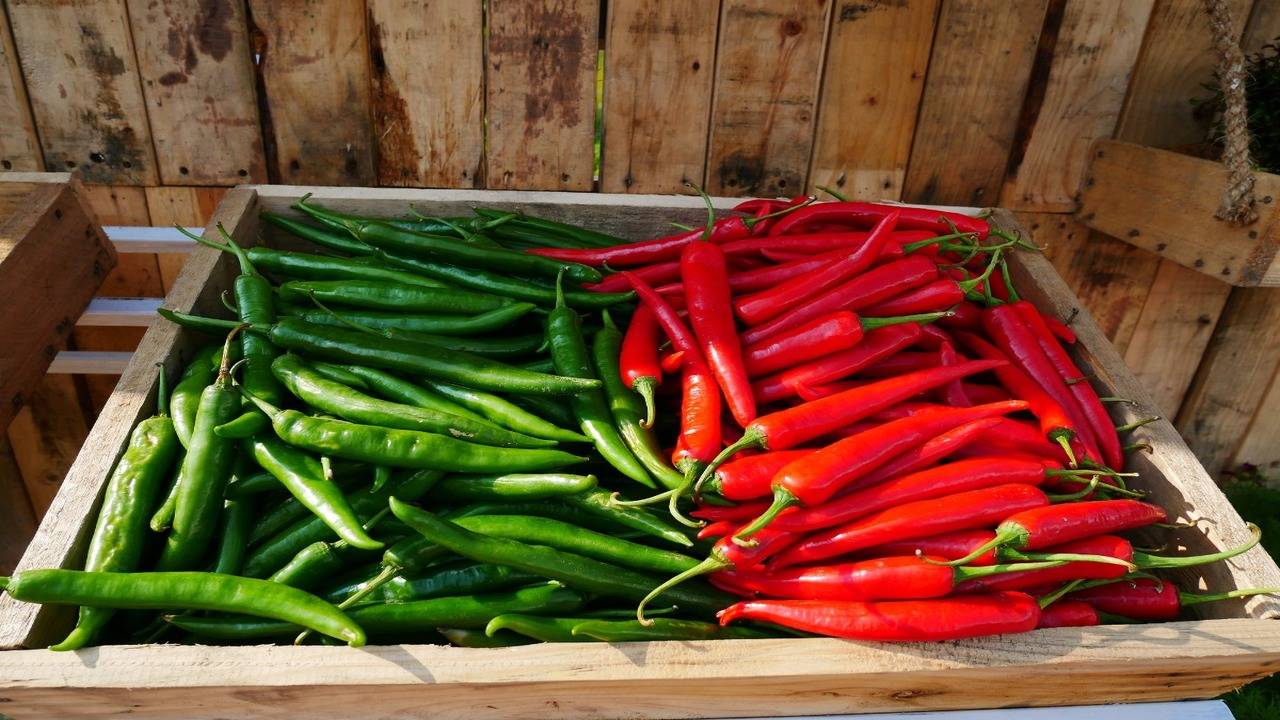 Green chilli vs. Red chilli: Which is healthier for you?