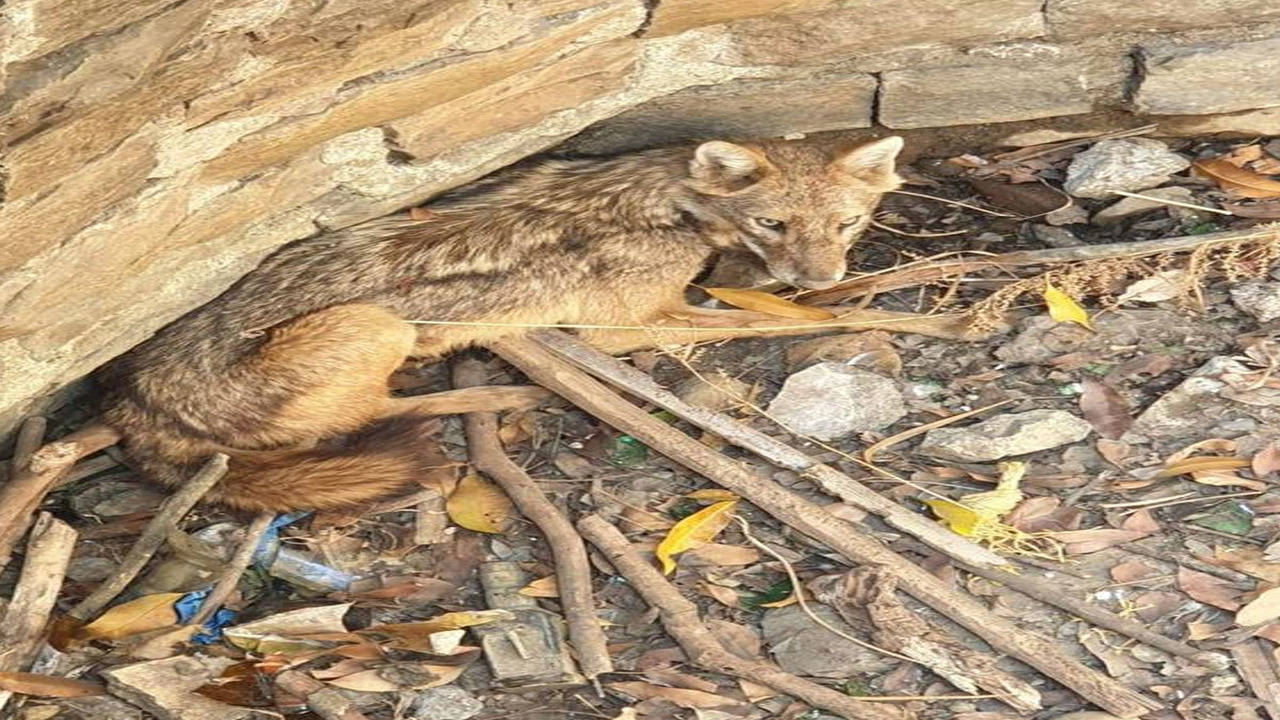 Poaching and trade of jackals rampant: Study | Nagpur News - Times of India