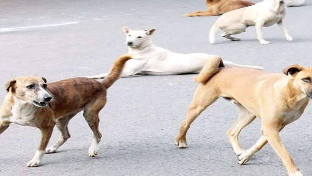 Pune animal welfare NGOs need donors to sponsor dog food during Covid-19 lockdown | Pune News - Times of India Pune animal welfare NGOs need donors to sponsor dog food during Covid-19 lockdown | Pune News - Times of India