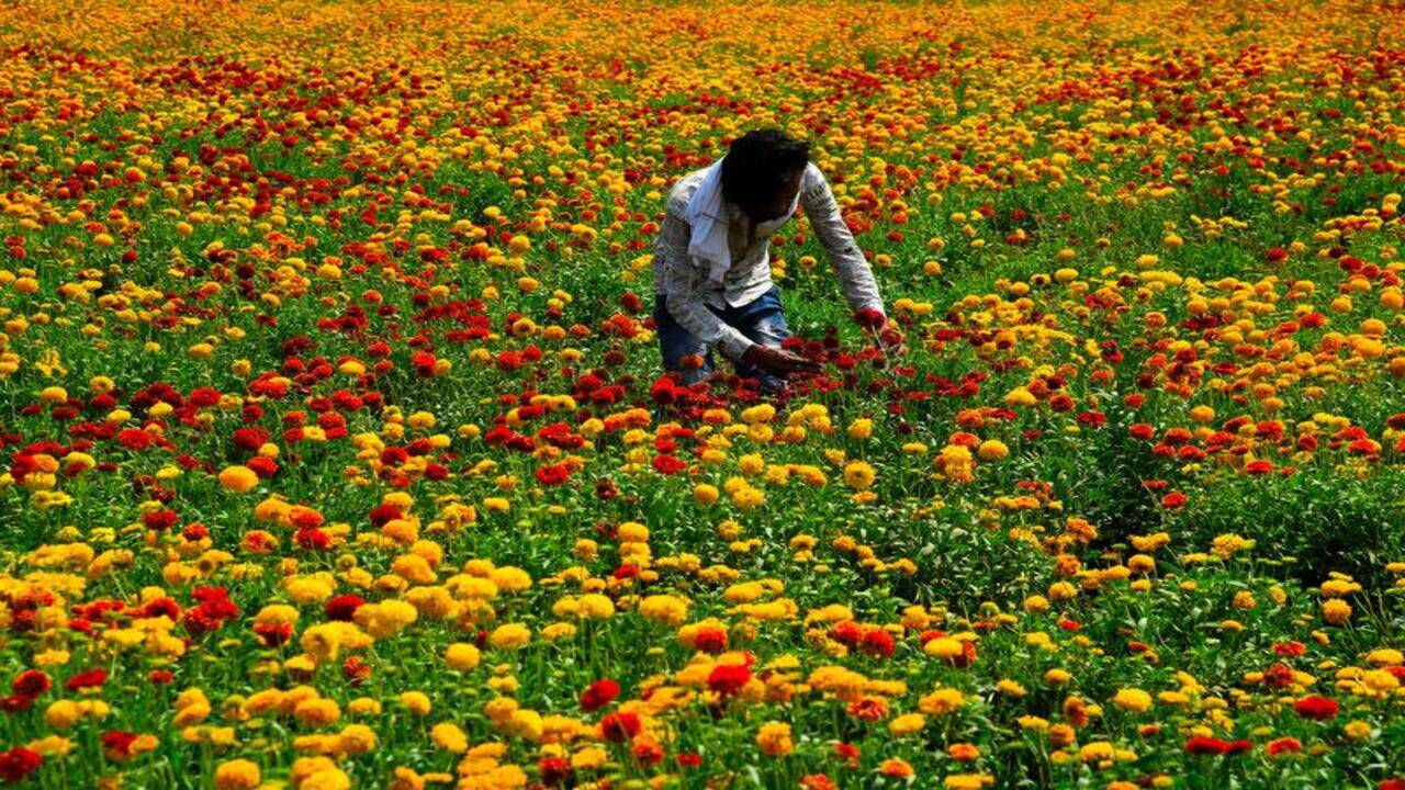 Rose Flower Farming In India Best Flower Site