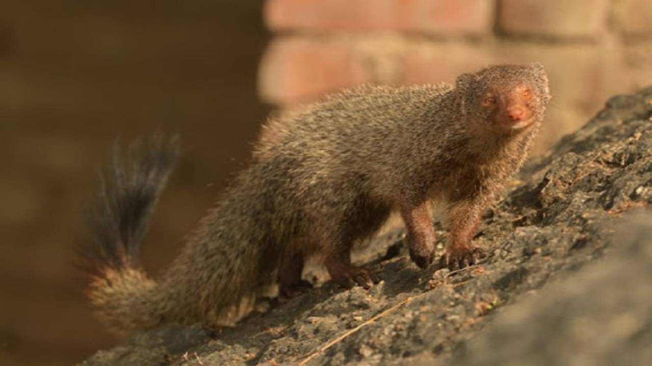 Meerut: 'Clean art' campaign launched to save mongoose | Meerut News -  Times of India