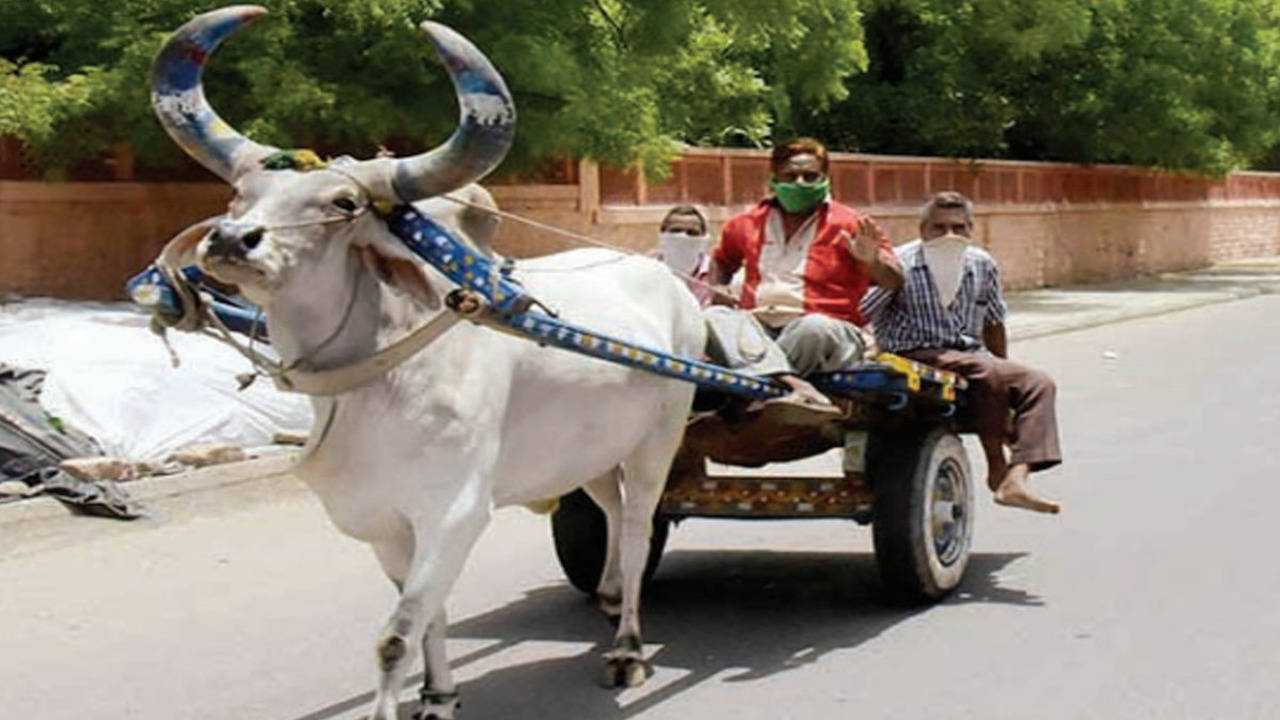 Rajasthan: Lockdown spells doom for horse and bullock cart owners in  Jodhpur | Jodhpur News - Times of India
