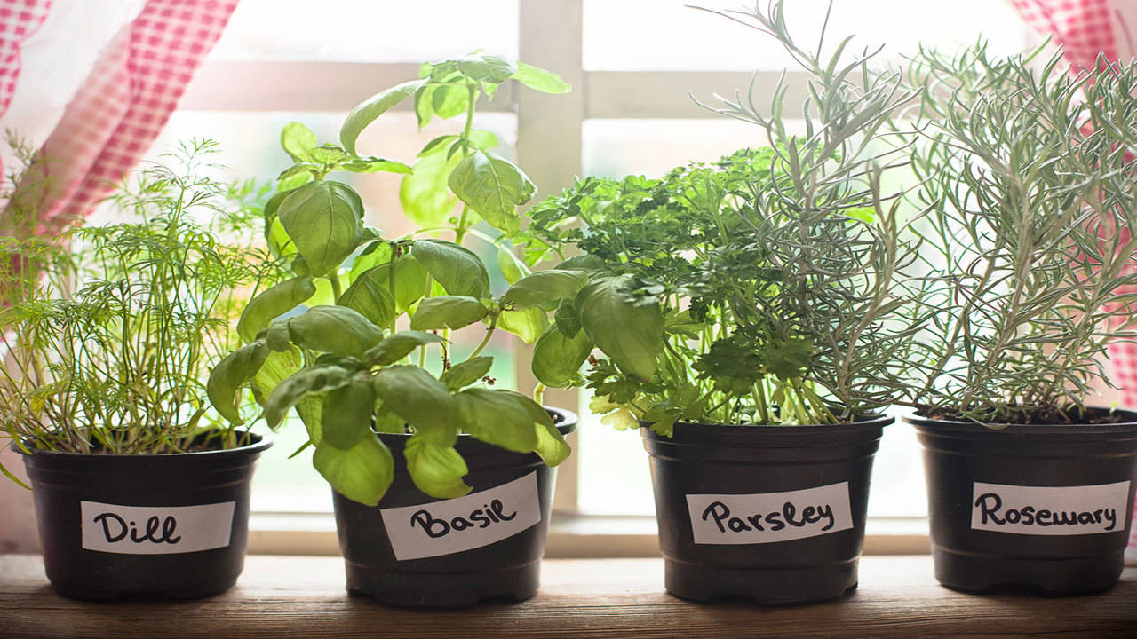 Easy tips to grow common herbs on your kitchen counter The Times