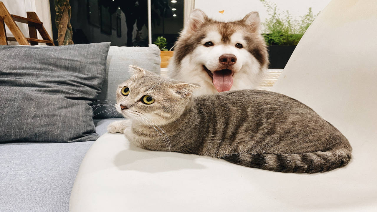 Cat lovers versus dog lovers: Here is how they are different | The ...
