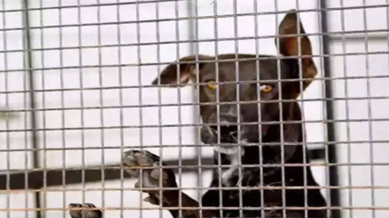 Paying Rs 50 fine for 'animal cruelty' may soon be over as govt mulls stricter law | India News - Times of India Paying Rs 50 fine for 'animal cruelty' may soon be over as govt mulls stricter law | India News - Times of India