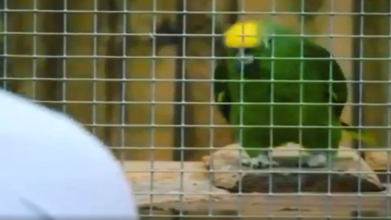 Chico deals the parrot