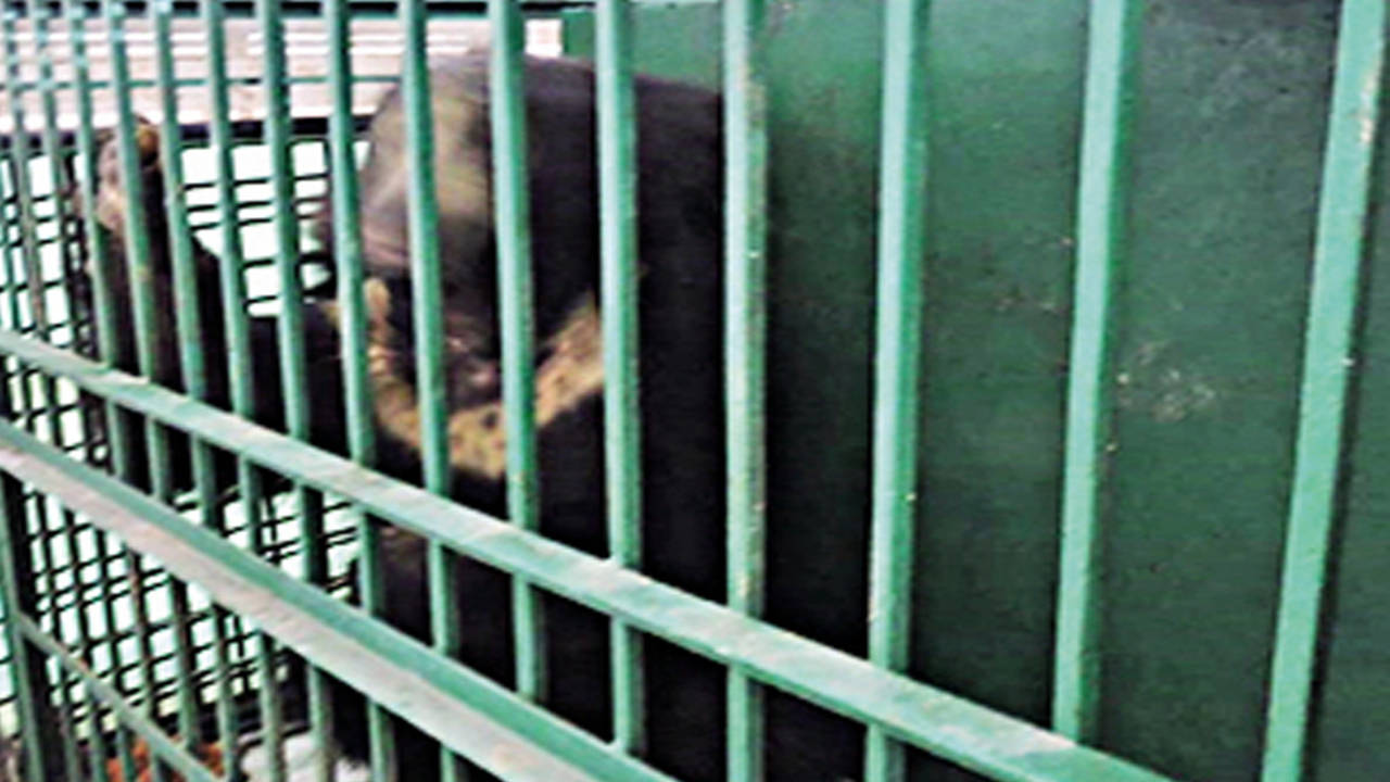 Bhopal: Van Vihar releases bear into wild after medical treatment | Bhopal  News - Times of India