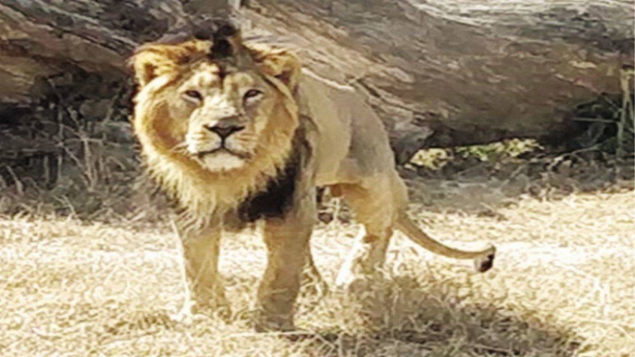 Rajasthan plans to introduce lions | Jaipur News - Times of India